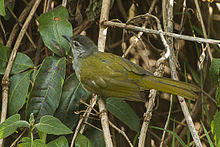 Eastern Mountain-Greenbul - Tanzania2008-03-01 0132 (16844631597).jpg