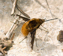 Grosser Wollschweber Bombylius major.jpg