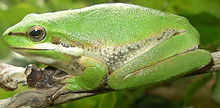 Litoria fallax.jpg