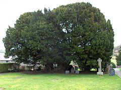 Llangernyw yew.jpg