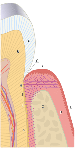 Periodontium.svg