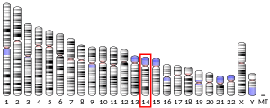 Chromosome 14 (human)