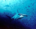 Hammerhead shark, Cocos Island, Costa Rica.jpg