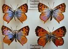 Chrysoritis swanepoeli, stel.jpg