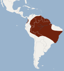Distribution of Phyllostomus elongatus.png