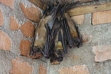 Eidolon dupreanum, Peyrieras.jpg