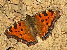 Nymphalidae - Nymphalis polychloros.JPG