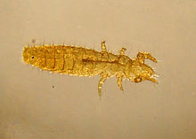 Protura specimen (Acerentomon species) micrograph.jpg