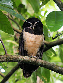 Pulsatrix perspicillata chapmani (Costa Rica).jpg