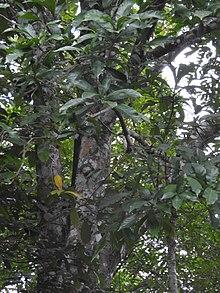 Semecarpus auriculata-3-chemungi hill-kerala-India.jpg