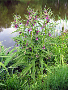 Symphytum officinale 01.jpg