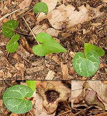 Variable-leaf heartleaf ginger.jpg
