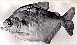 FMIB 52296 Pristobrycon calmoni (Steindachner) C M No5797 132 mm Santarem.jpeg