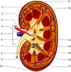 KidneyStructures PioM.svg