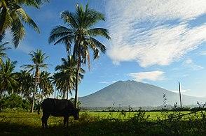 Carabao at Iriga WTR.JPG