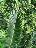 Encephalartos manikensis furnas 2015 (03).jpg