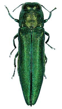 Agrilus planipennis 001.jpg