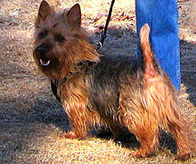 Australian Terrier adult male.jpg
