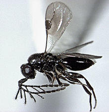 Dendrocerus sp. male.jpg