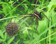 Dolomedes fimbriatus.jpg