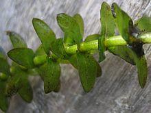 Elodea canadensis.jpeg
