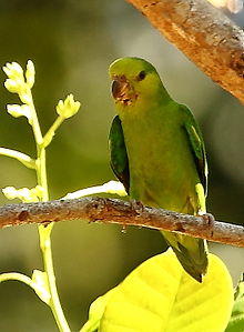 Forpus sclateri - Dusky-billed Parrotlet 01.JPG