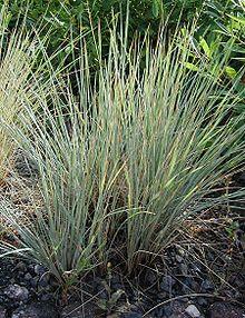 Helictotrichon-sempervirens-habit.JPG