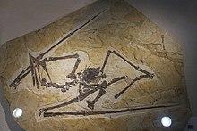 Huaxiapterus-Beijing Museum of Natural History.jpg