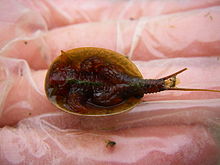 Lepidurus packardi.jpeg