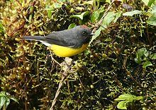 Myioborus miniatus -NW Ecuador-8.jpg