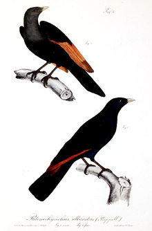 Neue Wirbelthiere zu der Fauna von Abyssinien gehörig (1835) Onychognathus albirostris.png