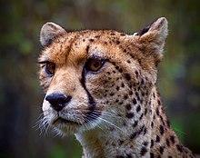 NorthWest African Cheetah (14846381095).jpg
