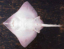 Raja binoculara ventral.jpg