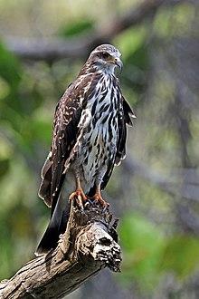 Snail kite (Rostrhamus sociabilis) female.jpg