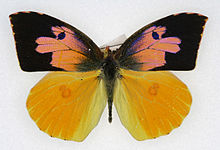 Zerene eurydice m.jpg