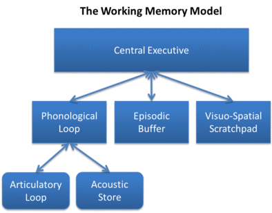 Baddeley and Hitch's Working Memory Model.png