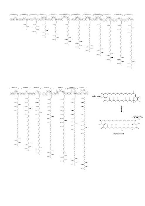 Biosynthesis of amphotericin B