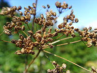 Hemlockseeds.jpg