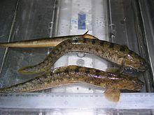 3 specimens of Zoarces viviparus.jpg