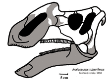 Aralosaurus skull.png