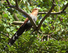 Flickr - Dario Sanches - ALMA-DE-GATO (Piaya cayana).jpg