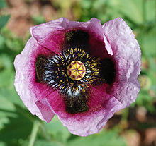 Papaver April 2010-3.jpg