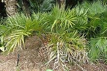 Phoenix acaulis kz2.jpg