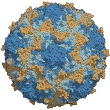 A type 3 poliovirus capsid coloured by chains