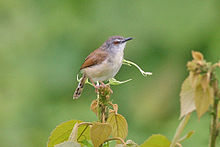 Rufescent Prinia.jpg