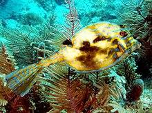 Scrawledcowfish.jpg
