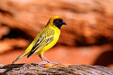 Southern masked weaver (Ploceus velatus) male.jpg