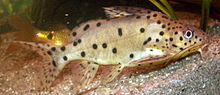 Synodontis njassae 01 ssj 20050321.jpg
