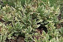 Talinum paniculatum 6zz.jpg