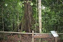 World's Tallest Tropical Tree - panoramio.jpg